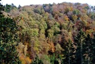 Herbstwald.